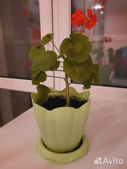 Герань пеларгония