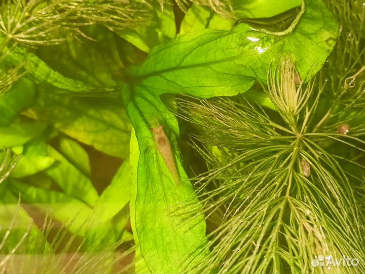 Аквариумные креветки