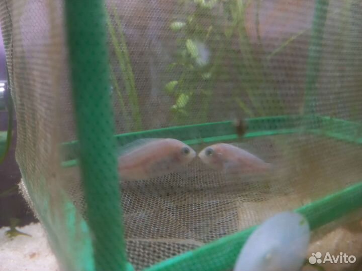 Аквариумные рыбки бесплатно