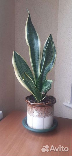 Сансевиерия лауренти