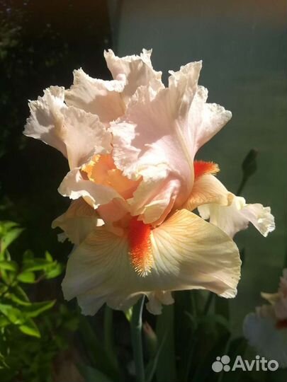 Ирисы бородатые