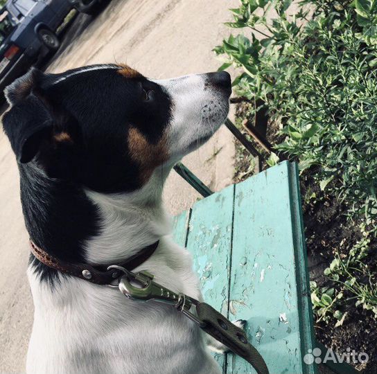 Вязка Джек Рассел терьер, мальчик