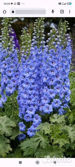 Ромашка эдельвейс,и друге цветы,петунья