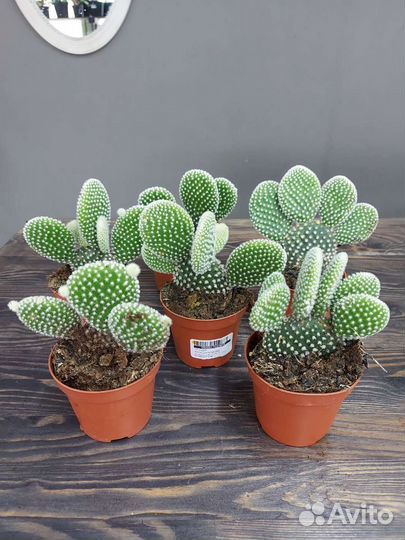 Кактус опунция мелковолосистая Албиспина