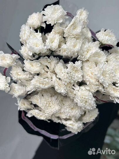 Хризантема кустовая