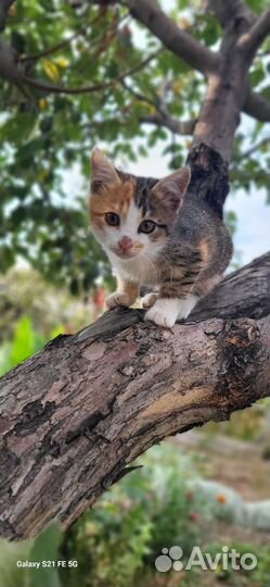 Кошки в добрые руки