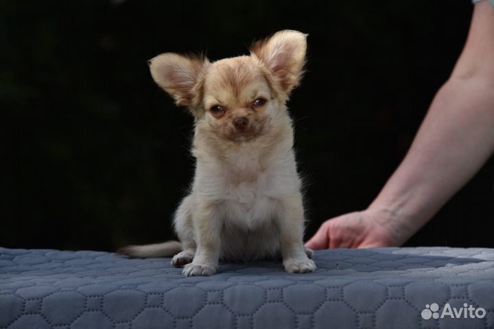 Продаётся щенок