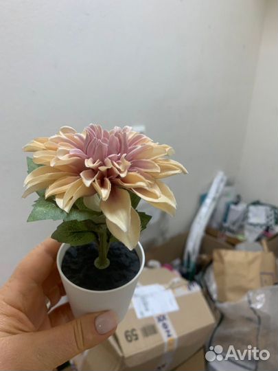 Фейка астра, икеа