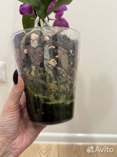 Орхидея фаленопсис пелорик