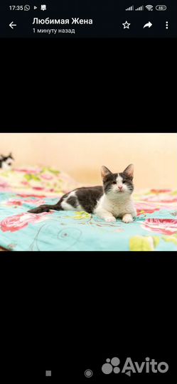 Котята в добрые руки бесплатно