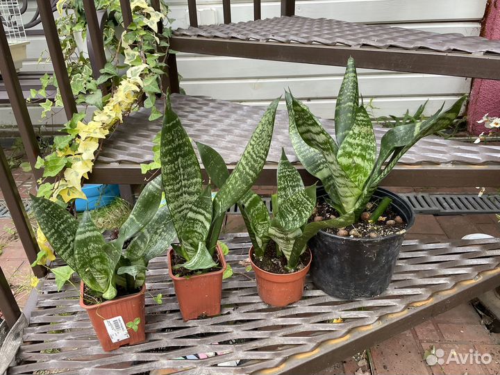 Экзотические комнатные растения