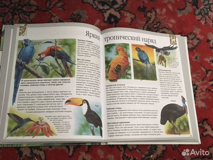 Детская энциклопедия «Мир леса» «Махаон»