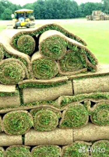 Газонная трава