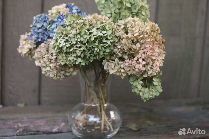 Гортензия сухоцвет