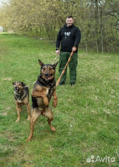 Активный пёс Ричи ищет дом