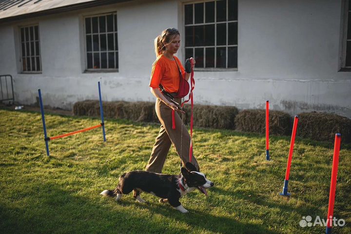 Выгульщик собак