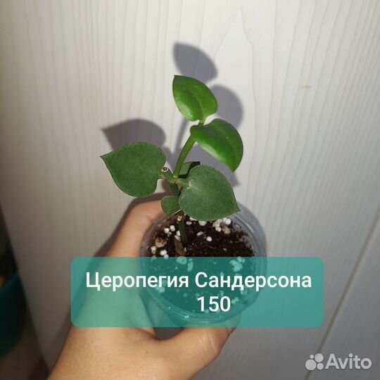 Суккуленты:Церопегия Сандерсона,Линеарис