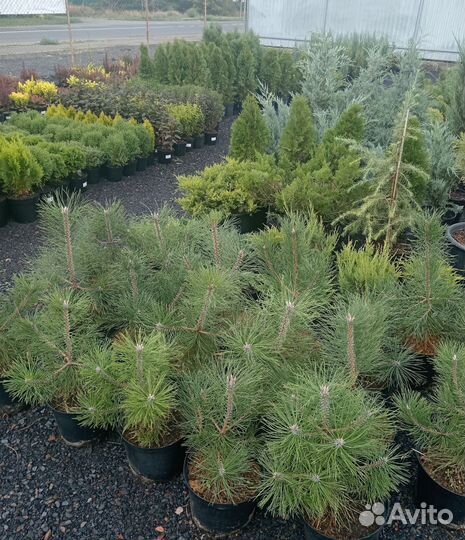 Сосны в горшках