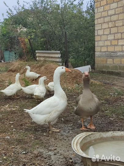 Утки муларды гуси