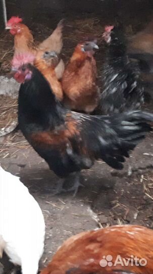 Петухи породистые
