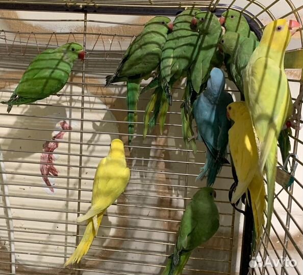 Ожереловый попугай молодой