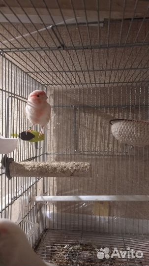 Кенара и канарейки