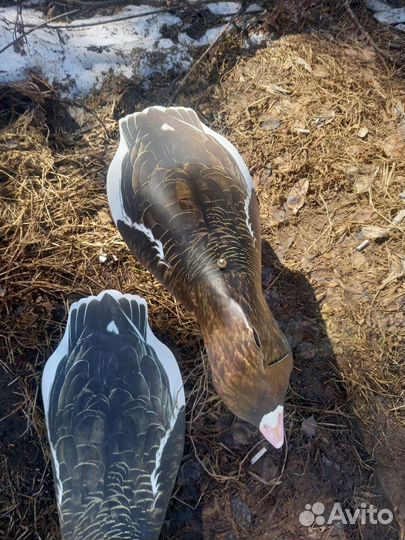 Гусиные профиля