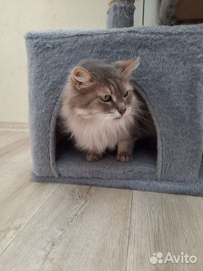 Самая добрая кошечка в поисках дома