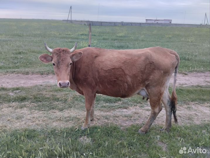 Корова дойная