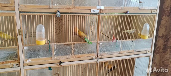 Продам канареек