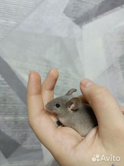 Декоративная мышь