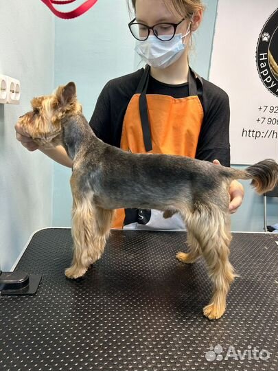 Уход, стрижка, гигиенический уход, груминг