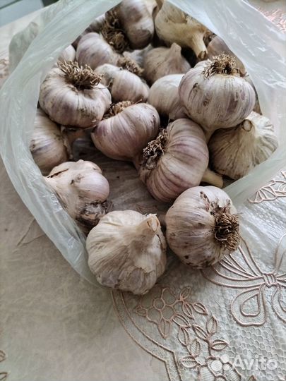 Чеснок