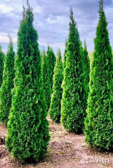 Туя смарагд