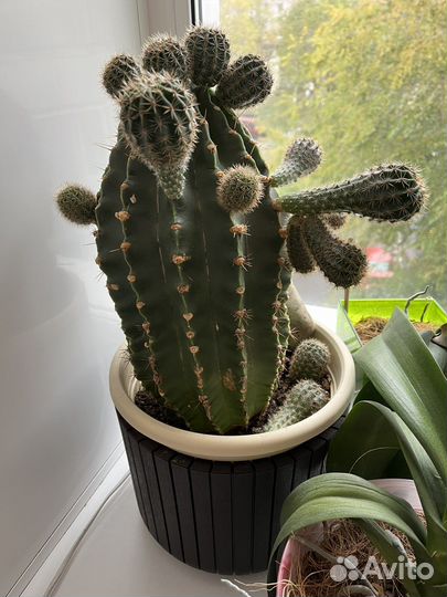 Кактус большой