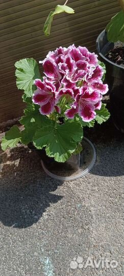 Герань королевская