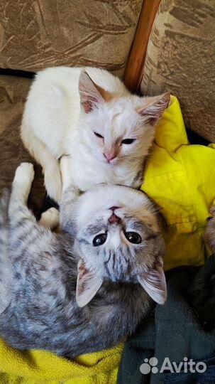 Кошка в дар