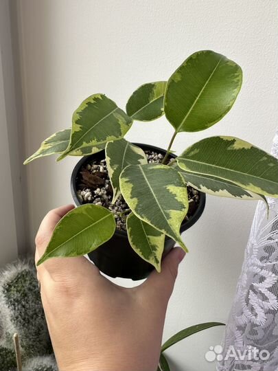 Фикусы Бенджамина