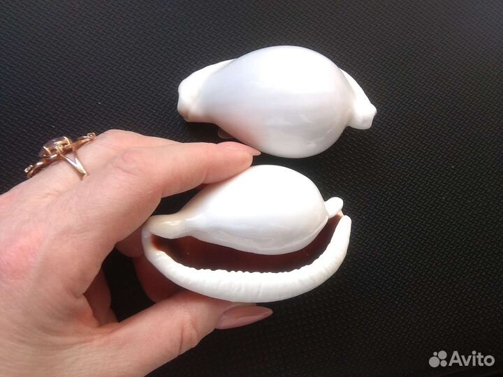 Морские звезды и ракушки ципреи, каури, харпа