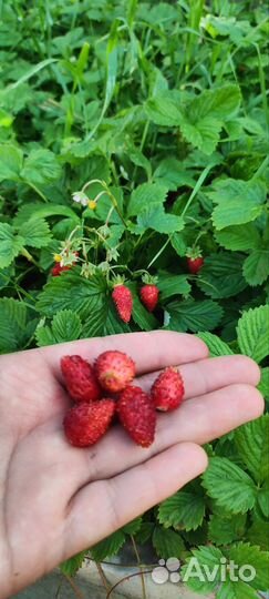 Рассада ремонтантная земляника лесная сказка