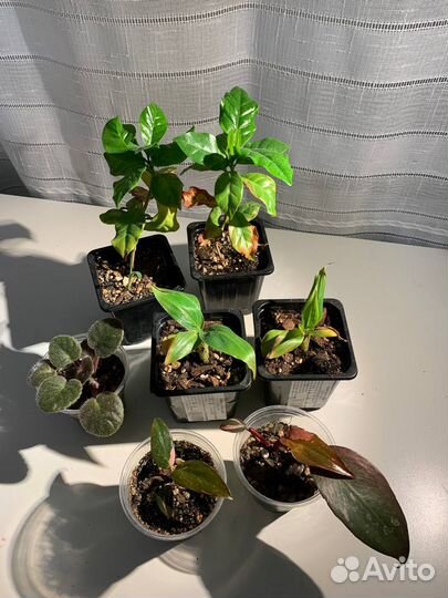 Белая и Розовая принцесса