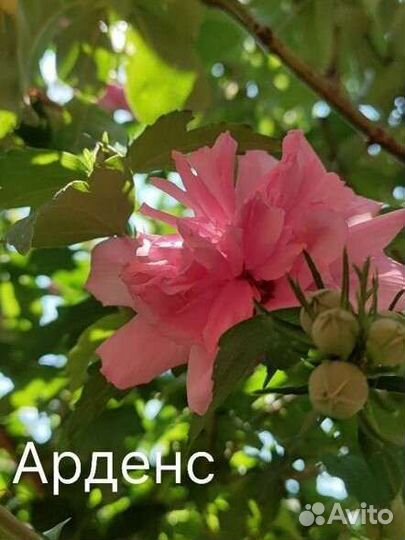 Гибискус сирийский черенки