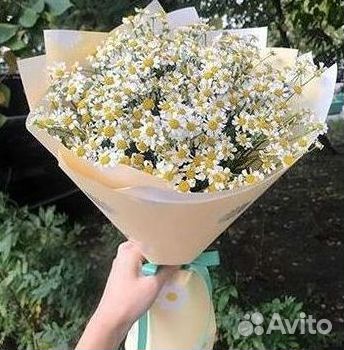 Ромашки Пионы Розы Доставка