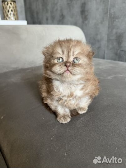 Шотландские вислоухие котята