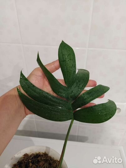 Монстера Рафидофора декурсива