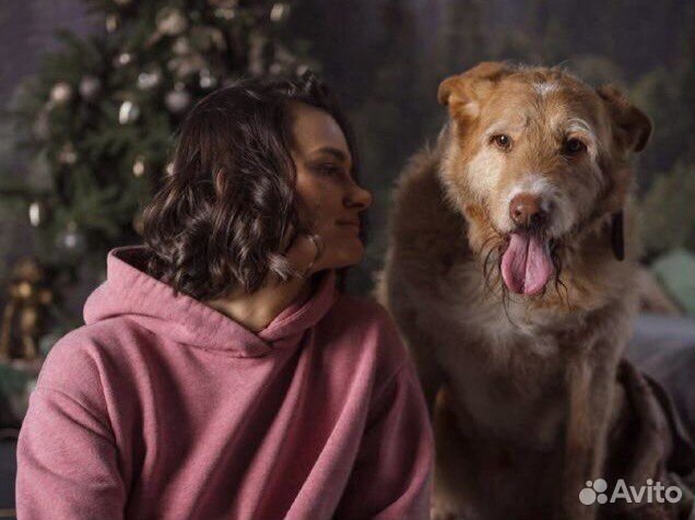 Позитивный рыжик, домашний семейный пёс