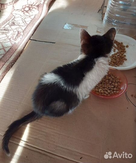 Котенок в добрые руки