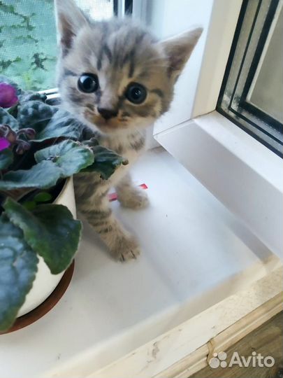 Котята в добрые ручика