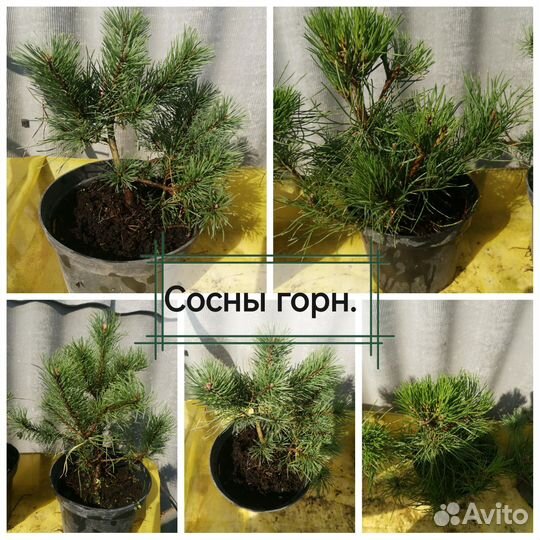 Сосна горная