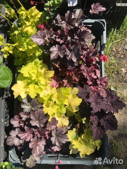 Цветы для дома и сада. Однолетние и многолетние